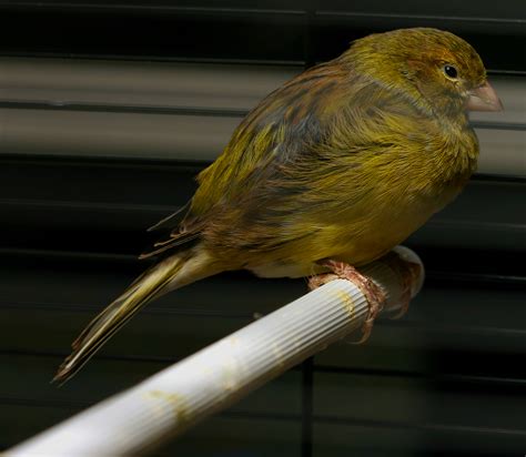 canary pet