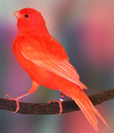 canary red