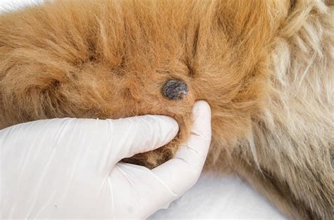 cancer skin tags on dogs