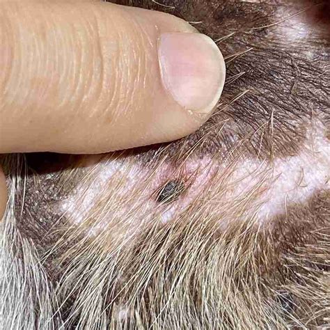 cancerous growth on dog