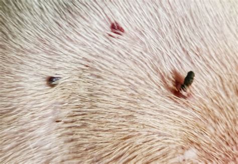 cancerous skin tags dogs