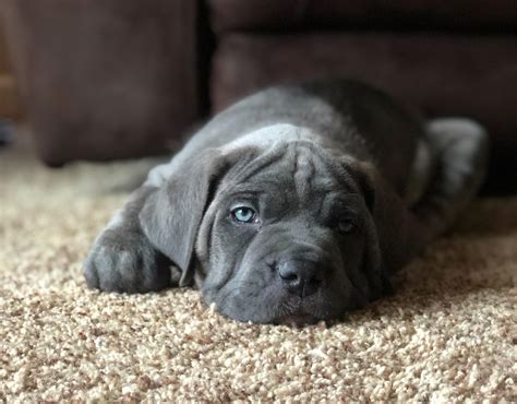 cane corso mix english mastiff