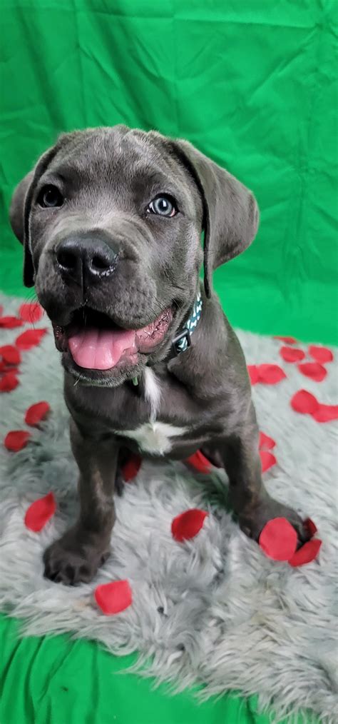 cane corso photoshoot