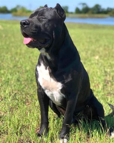 cane corso pitbull