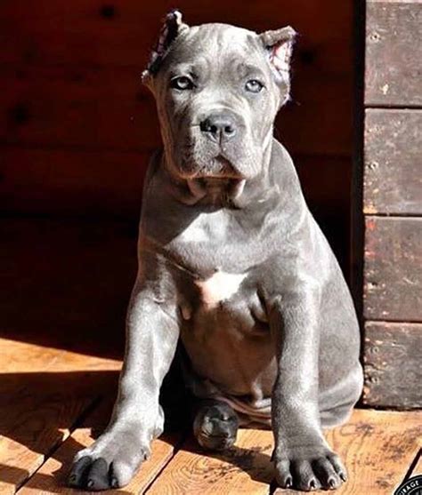 cane corso puppies for sale texas