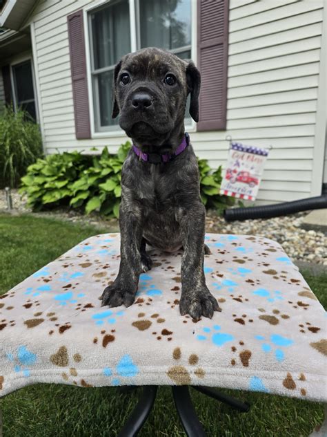 cane corso puppy elkhart indiana PDF