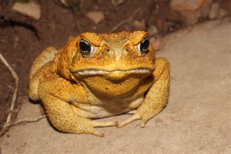 cane toad