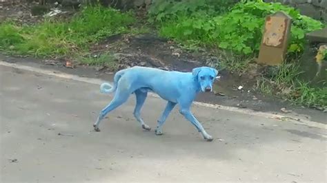 canine blue