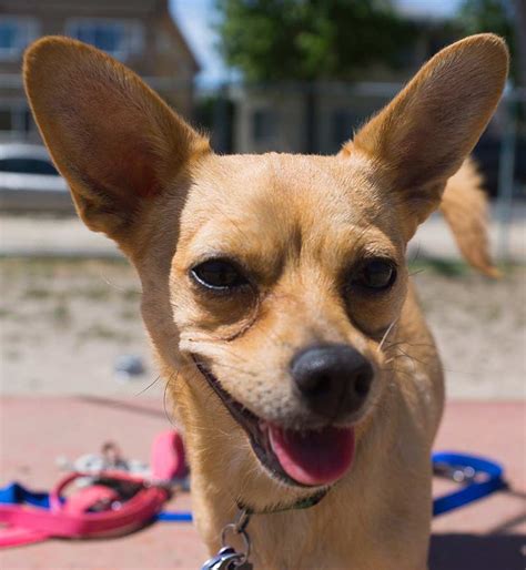 canine chihuahua mix