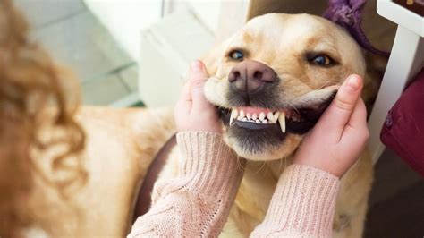 canine dental cleaning cost