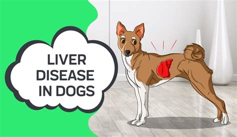 canine enlarged liver