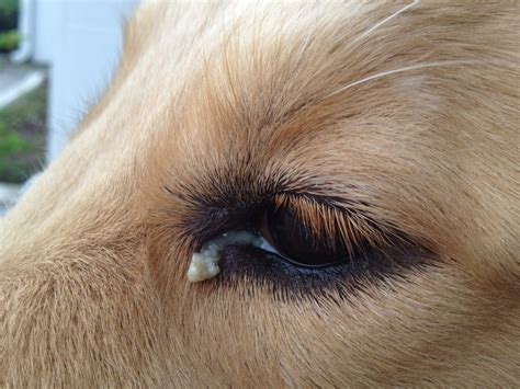 canine eye mucus