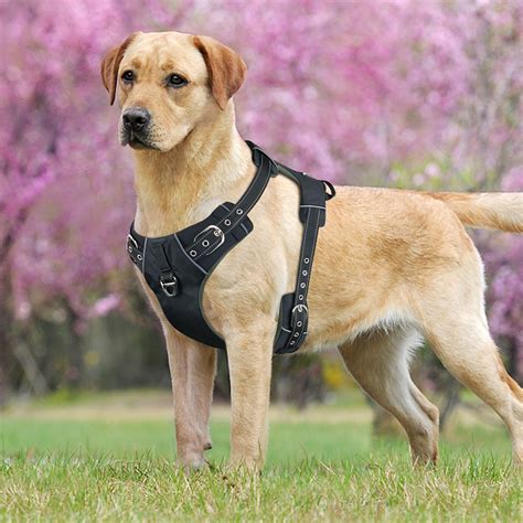 canine harness vest