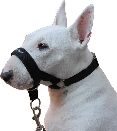 canine head collar