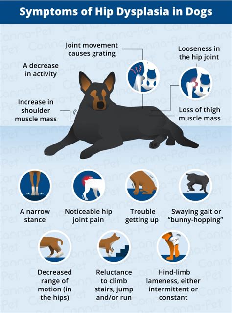 canine hip dysplasia treatment