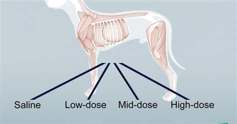 canine muscle wasting disease