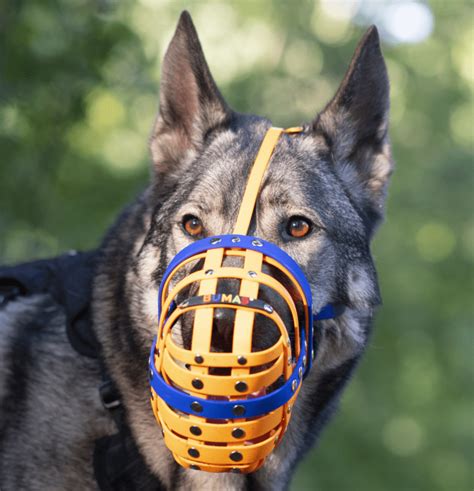 canine muzzles