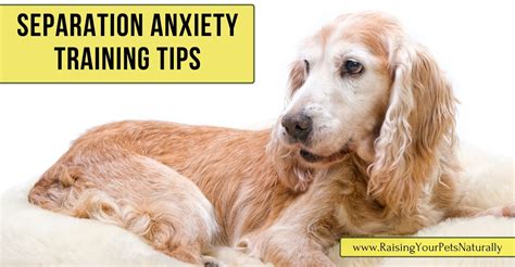 canine separation anxiety treatment