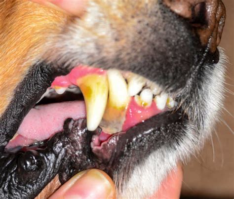 canine tooth abscess in dogs