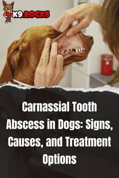 canine tooth root abscess