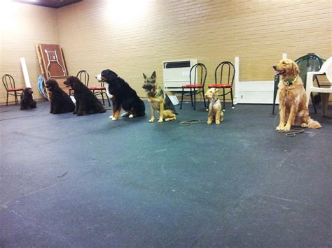 canine training near me