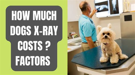 canine x ray cost