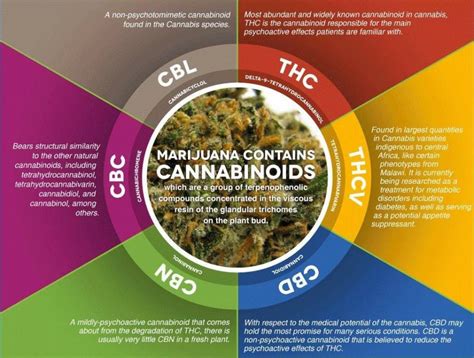 cannabis and cannabinoids cannabis and cannabinoids Kindle Editon