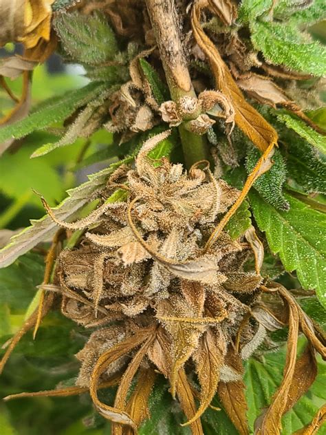 cannabis buds turning brown and black Doc