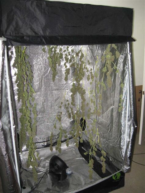 cannabis drying tent