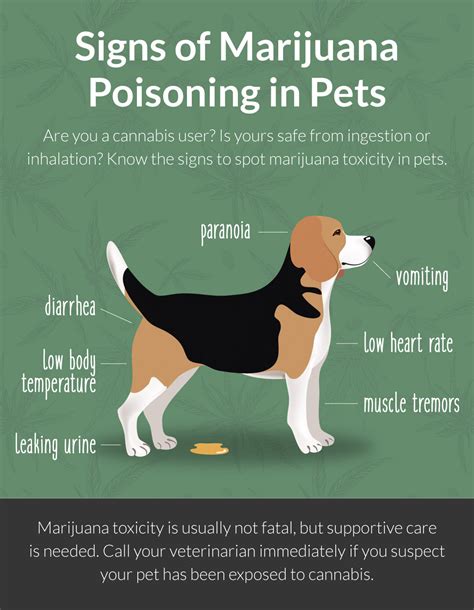 cannabis toxicity in dogs