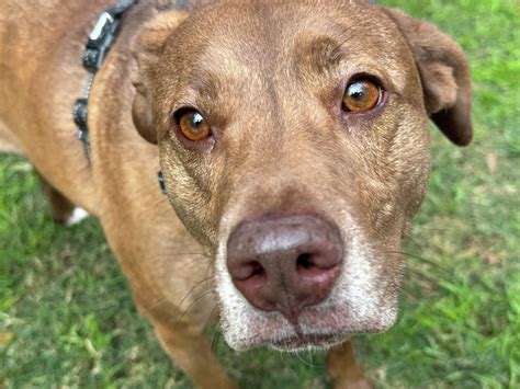 caps animal shelter katy tx