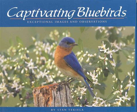 captivating bluebirds exceptional images and observations Doc