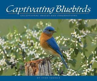 captivating bluebirds exceptional images and observations Doc