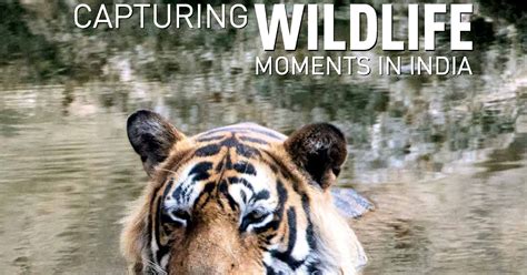 capturing wildlife moments india mahindra PDF