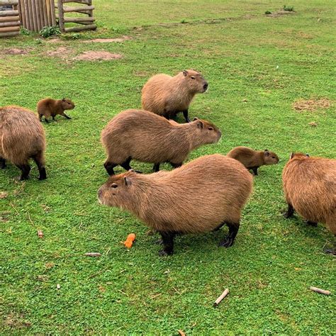 capybara land