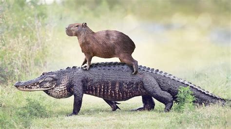 capybara on crocodile