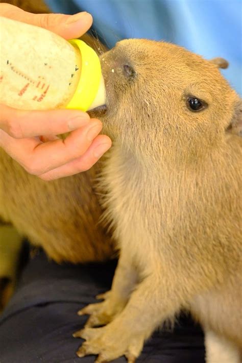 capybara purchase