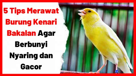 cara merawat burung kenari biar bunyinya keras nyaring Epub