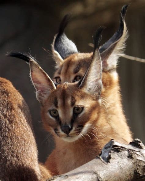 caracal cat chicago