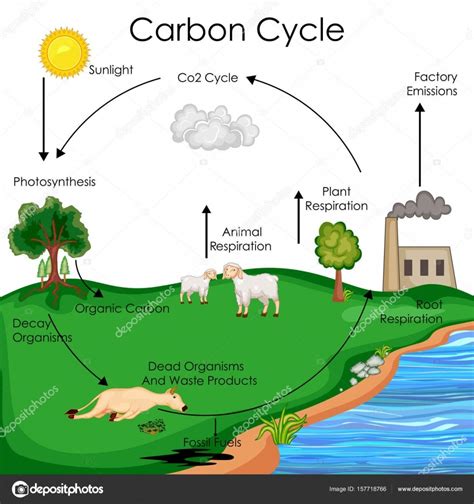 carbon cycle apes