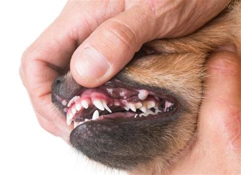 carcinoma in dogs mouth