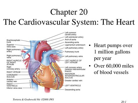 cardiovascular system heart chapter 20 Doc