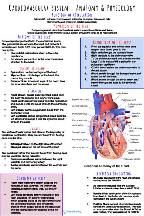 cardiovascular system study guide Doc