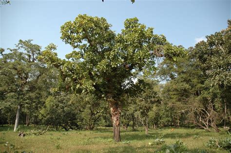 careya arborea