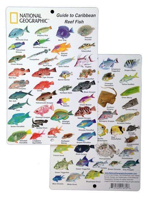 Caribbean Fish Identification Chart