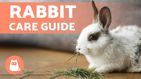 caring for your companion pet rabbit a guide for grown ups Reader