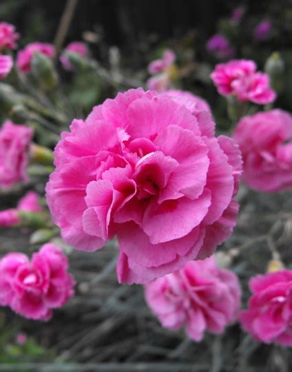 carnations and pinks carnations and pinks Reader