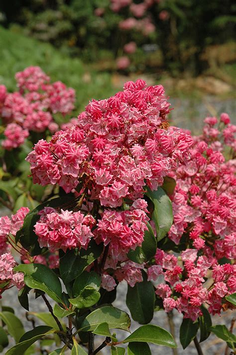 carol mountain laurel