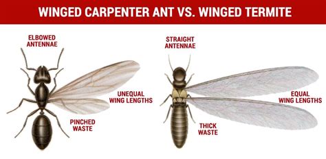 carpenter ant vs termite