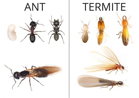 carpenter ants versus termites